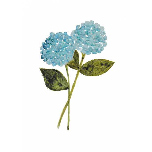 Hydrangeas, no text card, no text, botanical, botanical illustration, blue