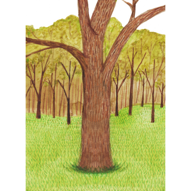 Tree forest green nature