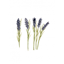 lavender card, lavender, card, pretty, simple, watercolour lavender card