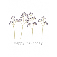 Birthday Verbena Happy Birthday Verbena