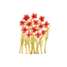 red flowers, flowers, no text card, no text, botanical, botanical illustration