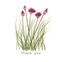 Thank you alliums