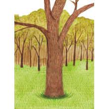 Tree Tree forest green nature